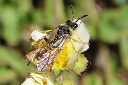 iNaturalist observation photo of Sweat and Furrow bees