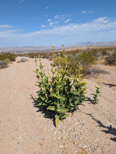 Asclepias erosa, photograph 5