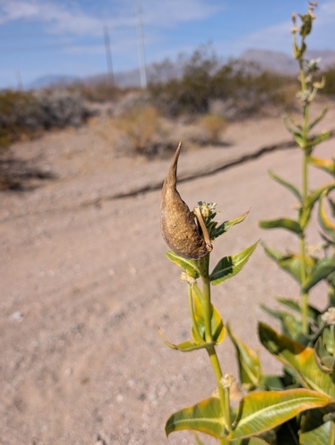 Asclepias erosa, photograph 6