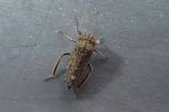 Bathysmatophorini
