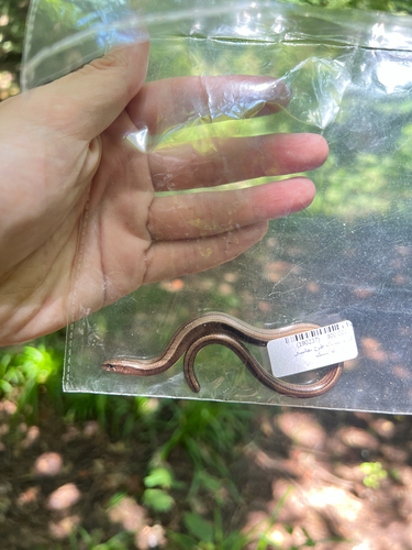 Eastern Slowworm