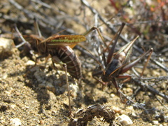 Gampsocleis sedakovii