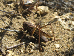 Gampsocleis sedakovii