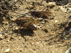 Gampsocleis sedakovii