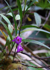 Elleanthus amethystinus