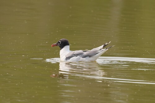 Franklin's Gull