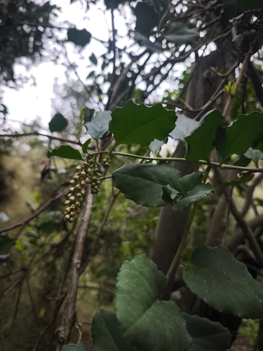 Ercilla spicata