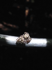 Phidippus putnami