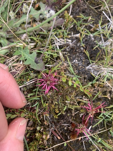 Acaena microphylla, photograph 1