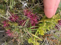 Acaena microphylla