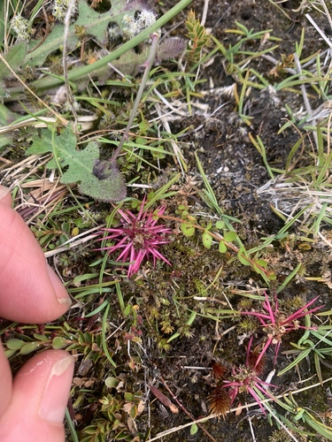 Acaena microphylla, photograph 2