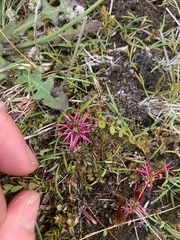 Acaena microphylla, photograph (c) Lorraine Cook, some rights reserved (CC BY)