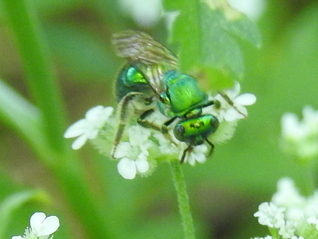 Augochloropsis metallica from Fort Worth, TX, USA on May 5, 2020 at 02