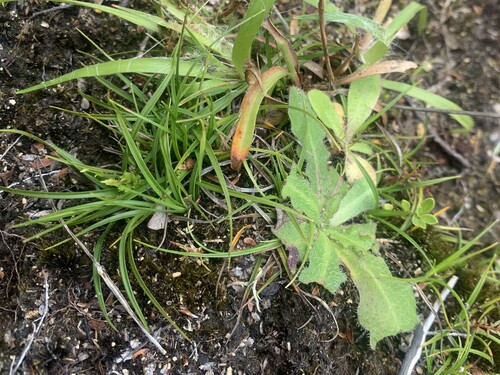 Carex breviculmis, photograph 3