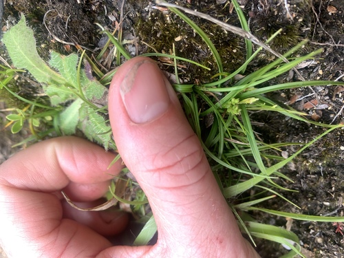 Carex breviculmis, photograph 4