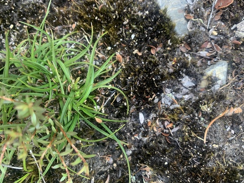 Carex breviculmis, photograph 5