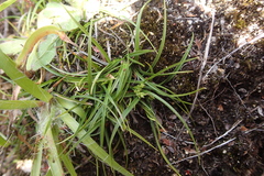 Carex breviculmis, photograph (c) Lorraine Cook, some rights reserved (CC BY)