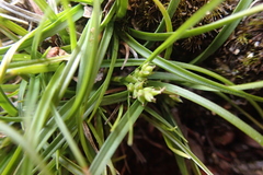 Carex breviculmis, photograph (c) Lorraine Cook, some rights reserved (CC BY)