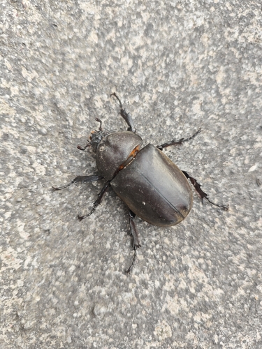 Japanese Rhinoceros Beetle