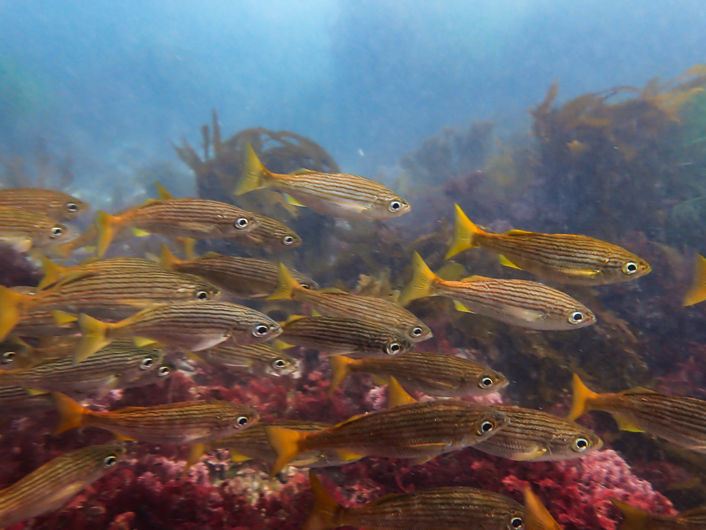 California salema (Haemulon californiensis) — Haemulidae