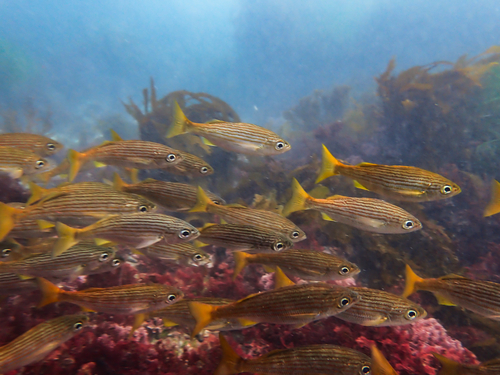 California salema (Haemulon californiensis) — Haemulidae