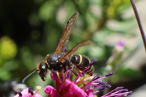 iNaturalist observation photo of Potter and Mason Wasps