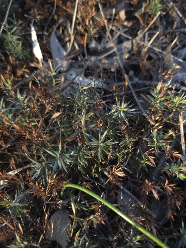 Cranberry Heath