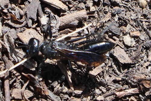 iNaturalist observation photo of Sphex