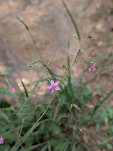 Talinum sonorae (Talinum sonorae)