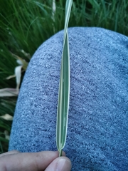 Phalaris arundinacea picta