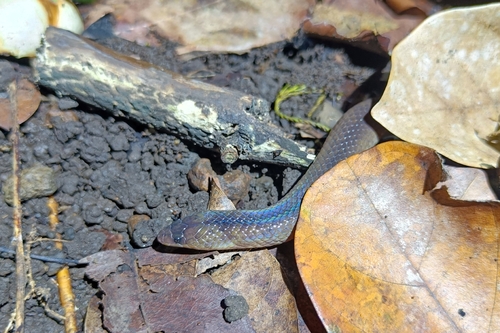 Photo of a Ternate Short-tailed Snake (Brachyorrhos raffrayi)