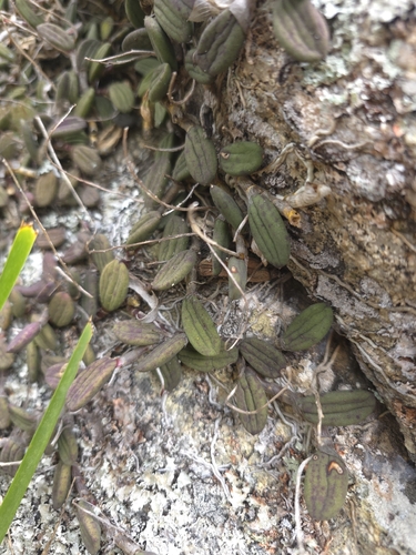 tongue orchid