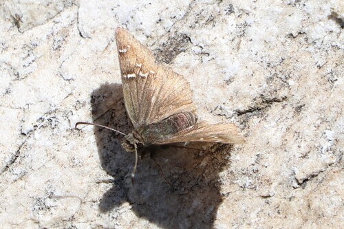 iNaturalist observation photo of Cloudywings