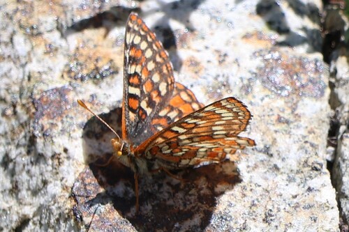 iNaturalist observation photo of Euphydryas
