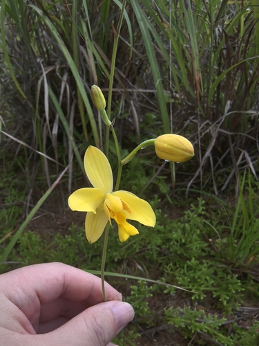 Buttercup Orchid