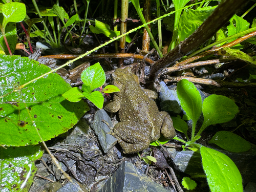 Water Toad