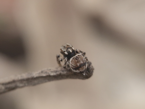 Flying Peacock Spider