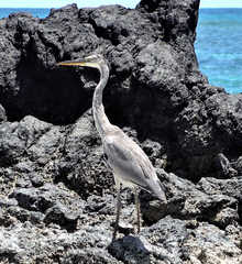Ardea cinerea firasa