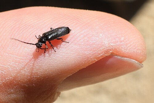iNaturalist observation photo of Silinae