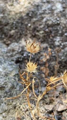 Trifolium willdenovii observed 2026-08-08