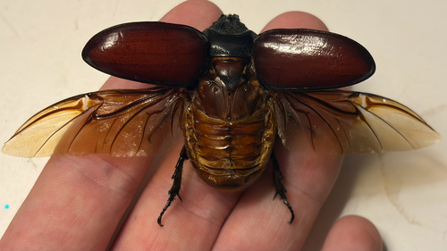 Aloeus Ox Beetle