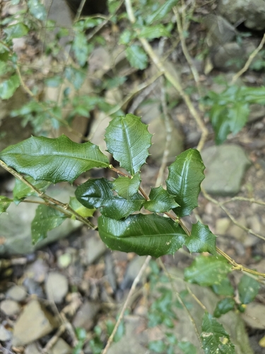 Graptophyllum observed 2026-08-09