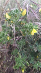 Ononis pubescens