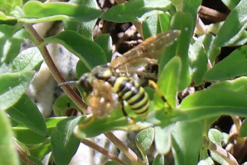 iNaturalist observation photo of Ants, Bees, Wasps, and Sawflies