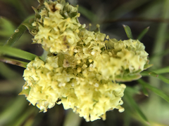 Lomatium utriculatum