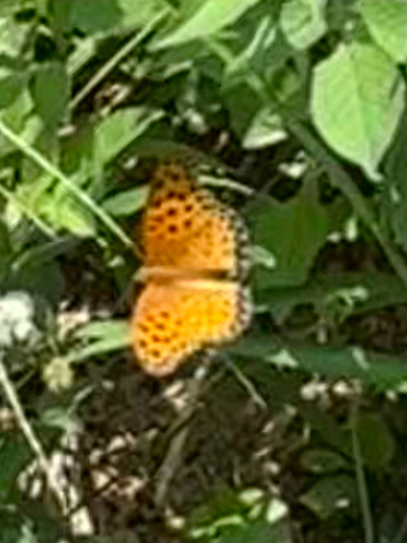 Tropical Fritillary