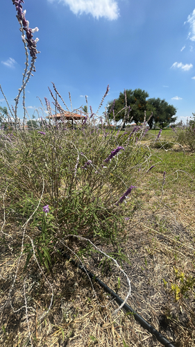 Salvia leucantha
