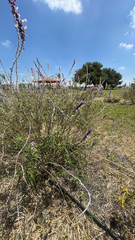 Mexican Bush Sage (Salvia leucantha)