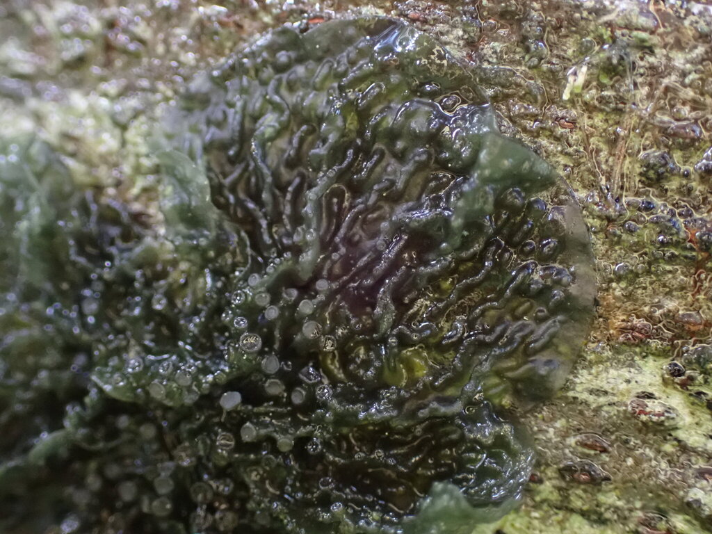 Collema implicatum