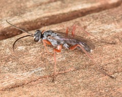 Auplopus mellipes